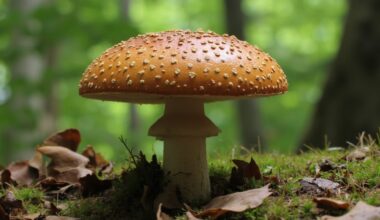 forgotten mushroom slows aging strengthens memory