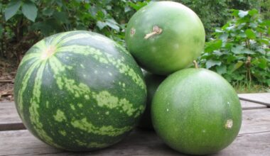 frost resistant watermelon varieties for autumn enjoyment