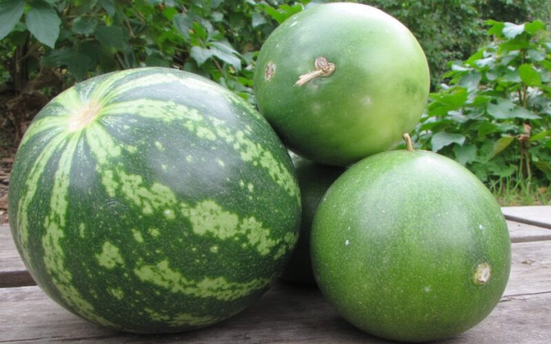 frost resistant watermelon varieties for autumn enjoyment