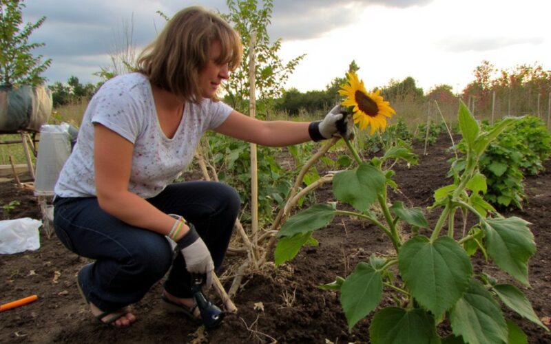 hail damaged plant recovery techniques explained
