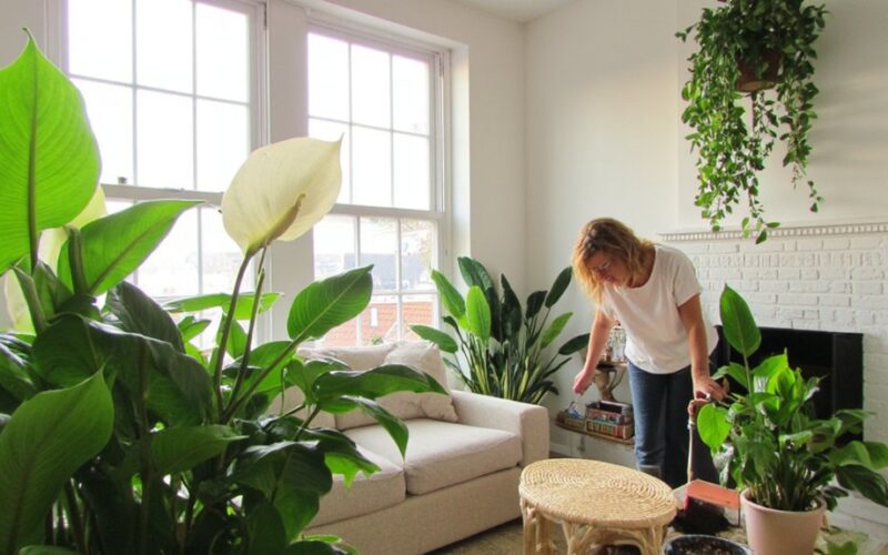 houseplants combat indoor air pollution