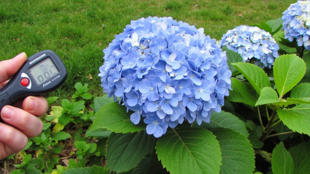 hydrangea water balance management