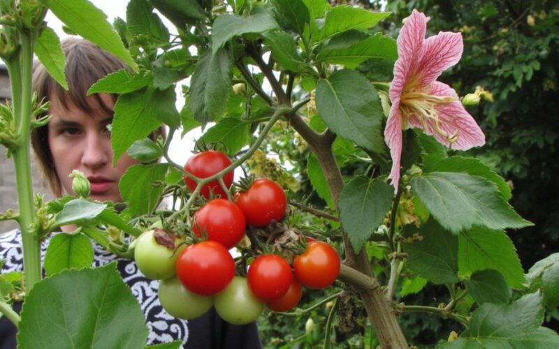 incompatible plants clash when combined