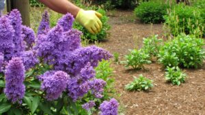 invasive aggressive ecologically disruptive butterfly bush