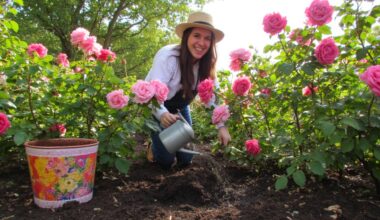 kitchen waste fertilizer enhances rose blooms