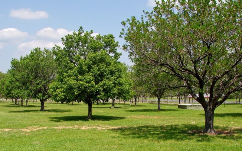 long lived fruit bearing trees