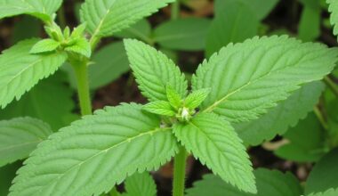 nettle tea universal pest deterrent