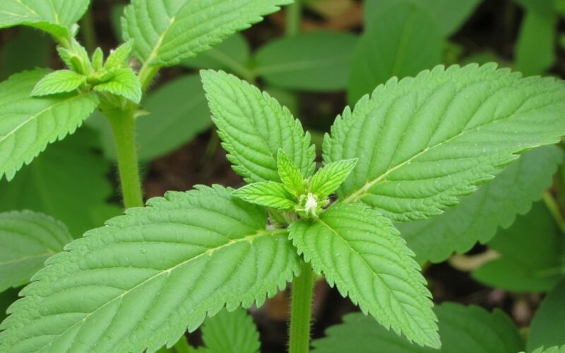 nettle tea universal pest deterrent