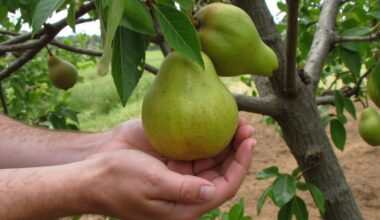 nuanced delicate precise and observant pear cultivation