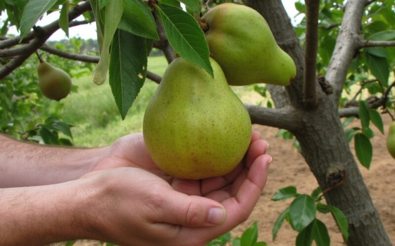 nuanced delicate precise and observant pear cultivation