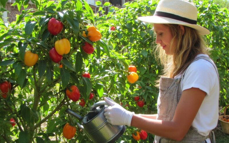 nurture peppers for abundant yield