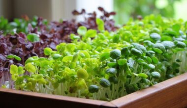 nutritious and flavorful microveg superfood