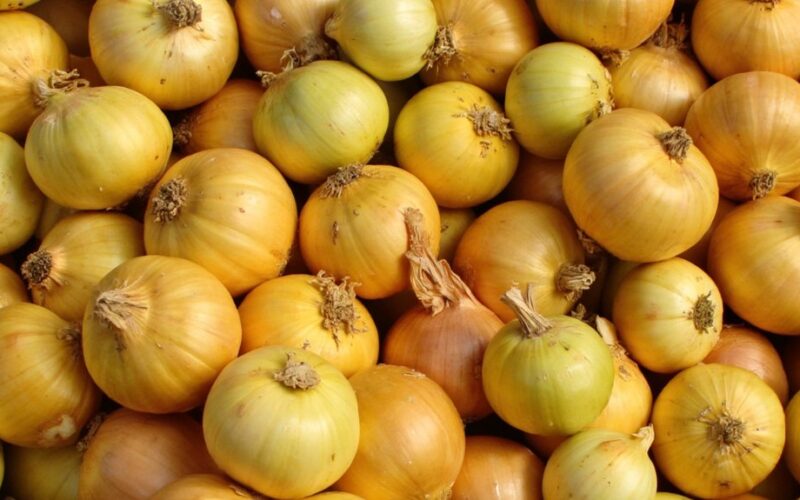 onion discoloration gardening mistake harvest