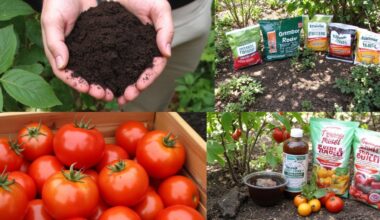 organic liquid fertilizers enhance tomato flavor