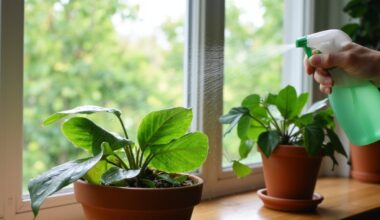 overnight leaf spray revives plants