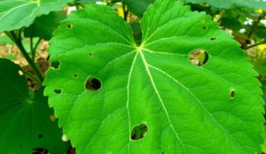 perforated cucumber foliage anomaly