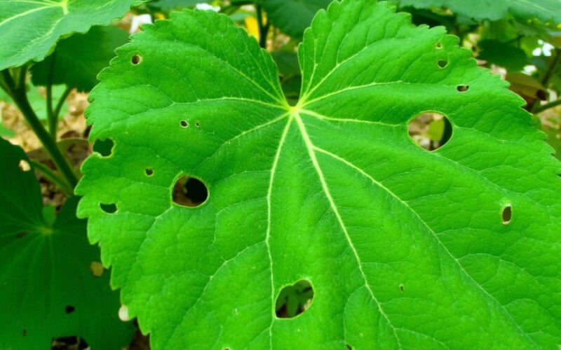 perforated cucumber foliage anomaly