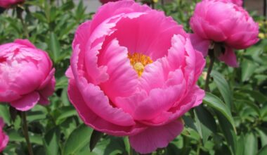planting peonies for stunning blooms