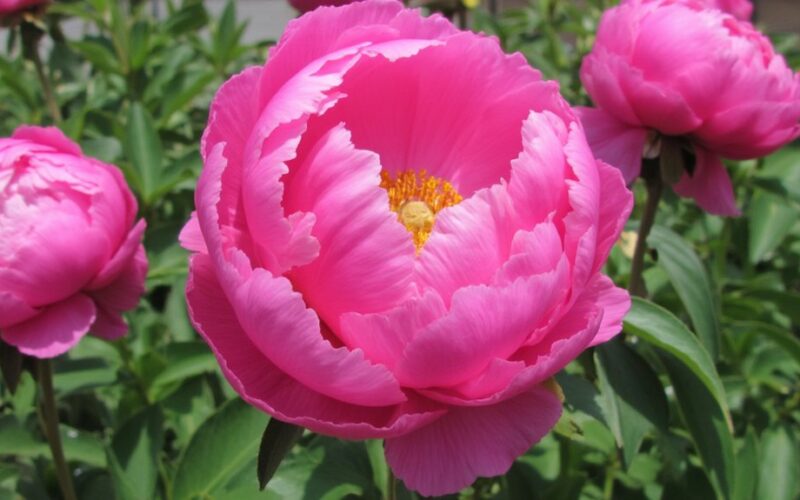 planting peonies for stunning blooms