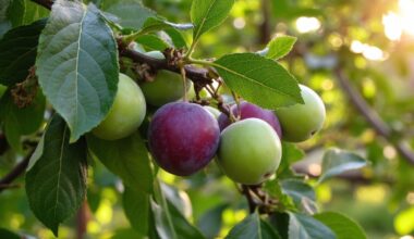 premature fruit shedding solutions provided