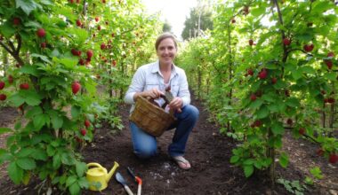 raspberry fertilization for abundant yield
