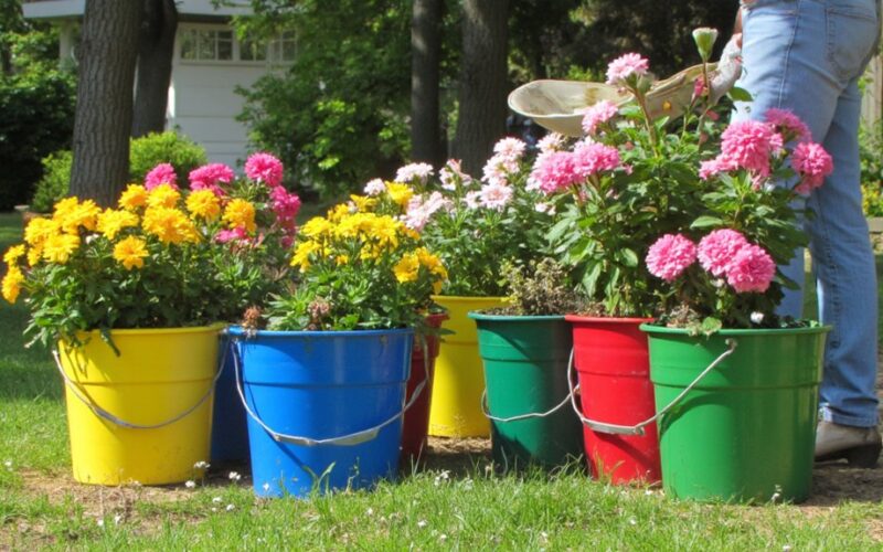 repurposed buckets become garden pots