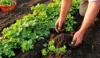 soil enriching plants after potatoes