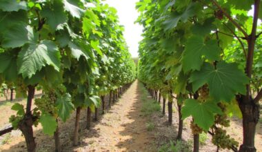 sweeten grapes to honey like taste