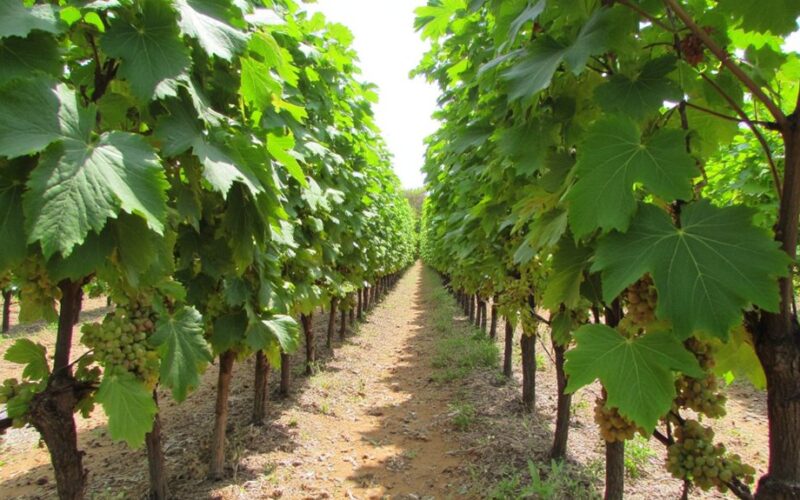 sweeten grapes to honey like taste