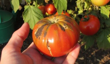 thick skinned tomatoes ruined by mistakes