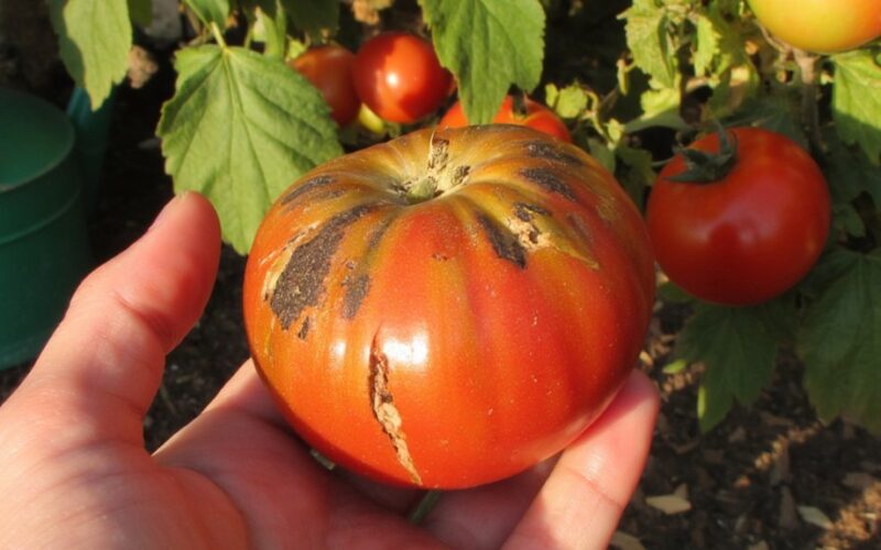 thick skinned tomatoes ruined by mistakes