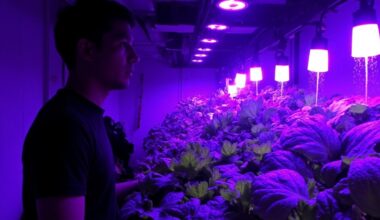 vegetable cultivation under led light