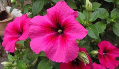 watering alone fails petunia blooming
