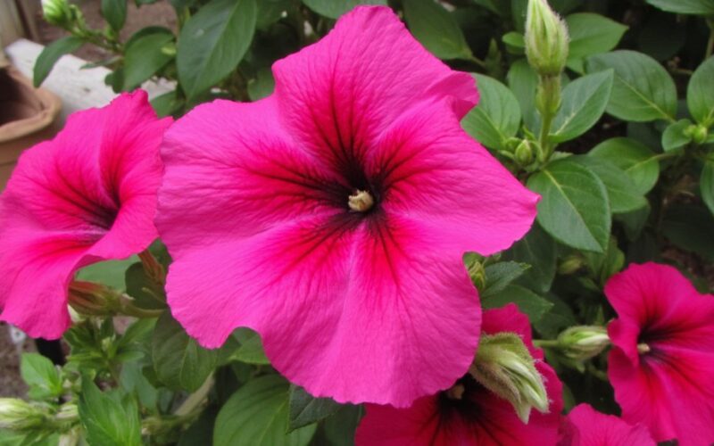 watering alone fails petunia blooming