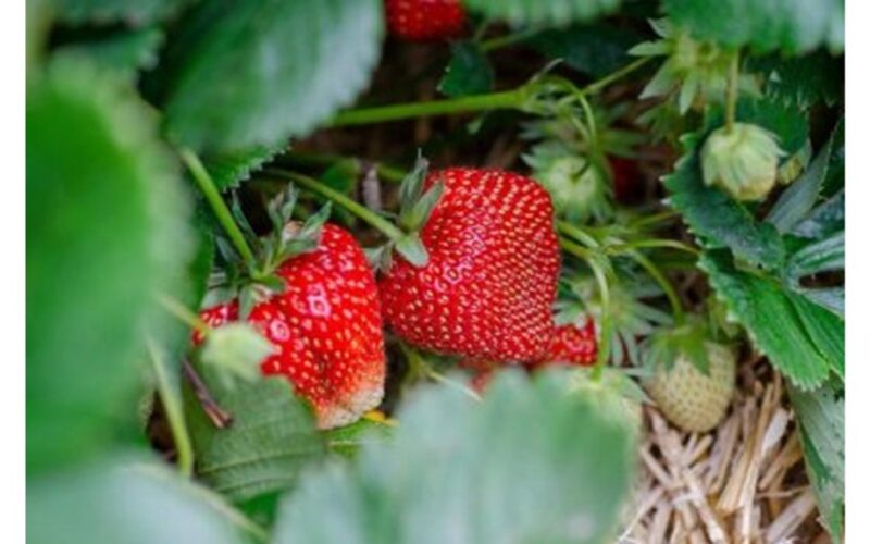 išsamus braškių augalų priežiūros apžvalga