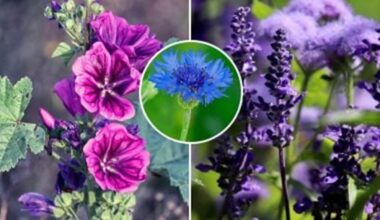 effortless self seeding bloomers guide