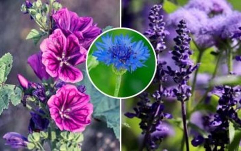 effortless self seeding bloomers guide