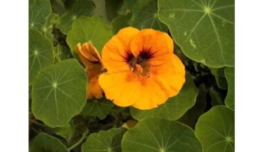 grow nasturtiums in pots