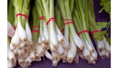 harvest green onions indoors quickly