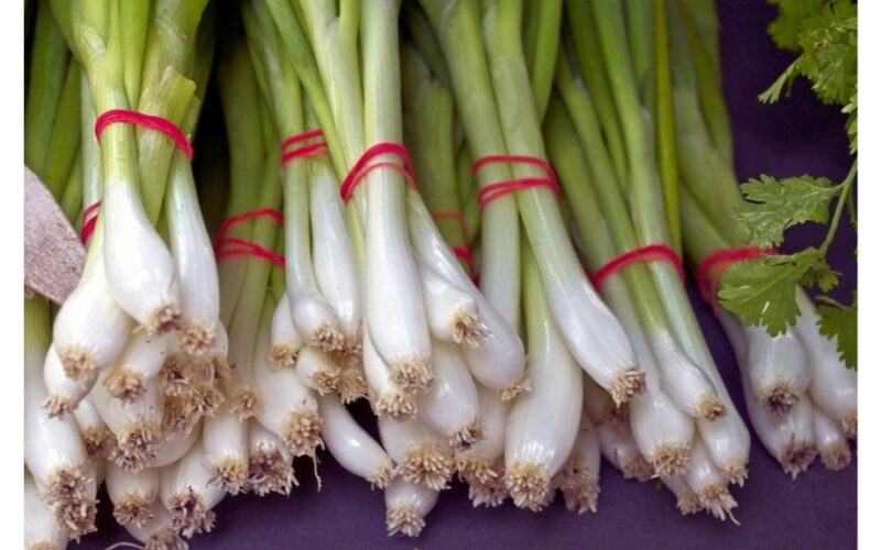 harvest green onions indoors quickly