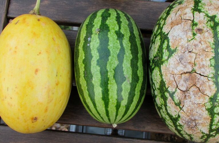 identify hazardous watermelons safely