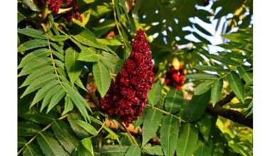 invasive or problematic tree choices