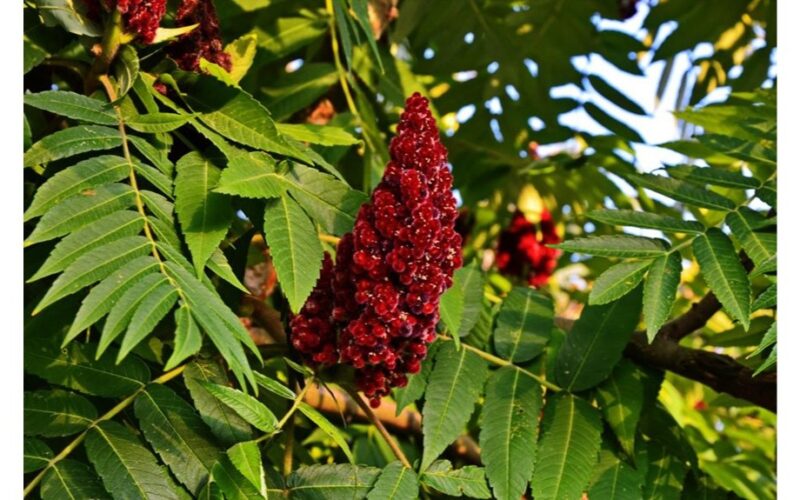 invasive or problematic tree choices