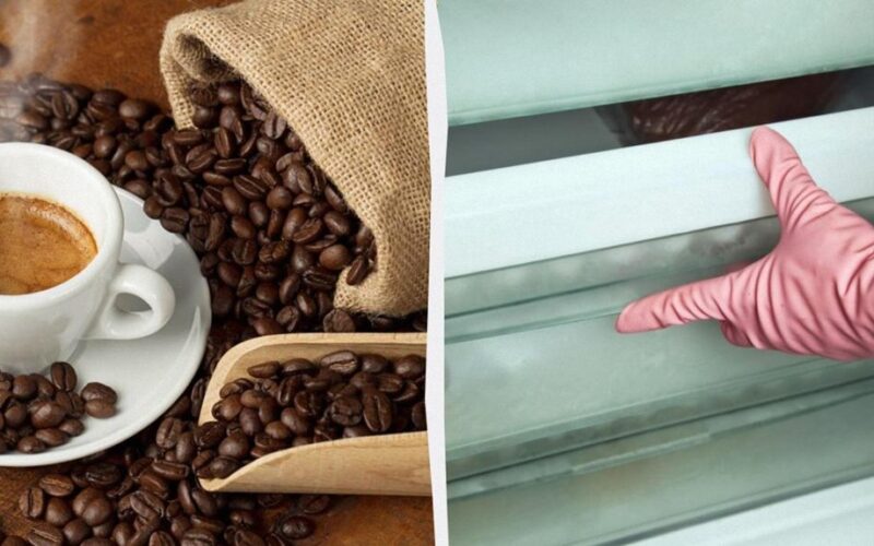 kava ilgaamžiškumas tinkamas laikymas būtiniausi dalykai