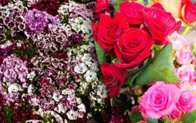 rožių priežiūra rugsėjo mėn. aprašymas