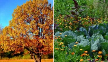 dirvos paruošimas rudens sodinimui