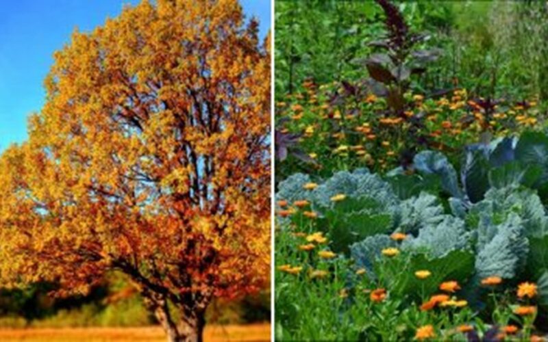 dirvos paruošimas rudens sodinimui