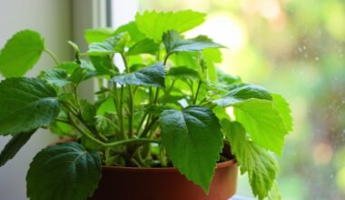 unanticipated liver cleansing plant windowsill resident