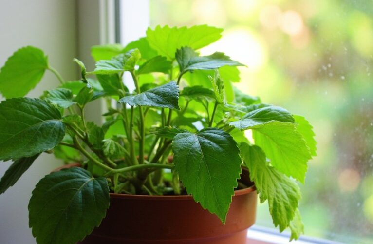 unanticipated liver cleansing plant windowsill resident
