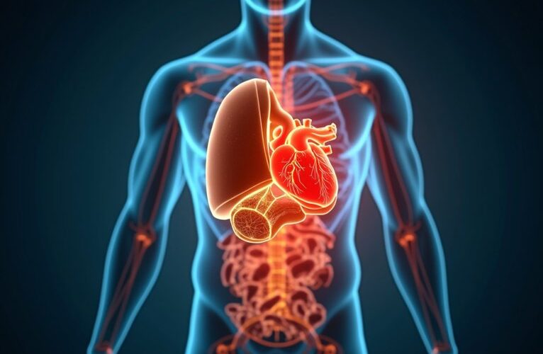 visceral fat silently harms cardiovascular health